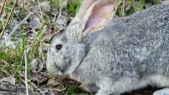 灰兔的特写镜头在牧场吃草视频的预览图