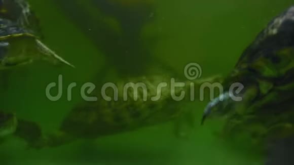 乌龟在绿色的水里游泳视频的预览图