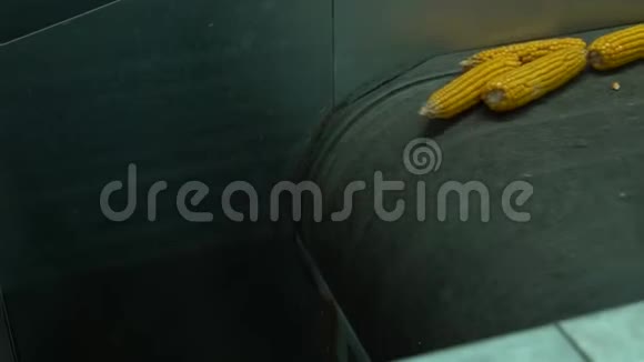 玉米移动到磁带传送带和下降在仓库的特写镜头视频的预览图