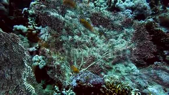 珊瑚礁扇珊瑚和玻璃鱼视频的预览图