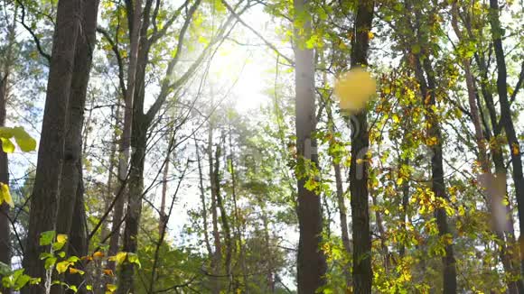 秋天的树叶在温暖的阳光下飘落视频的预览图