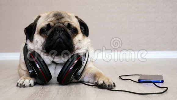 在耳机里听智能手机音乐时疲惫而平静的小狗放松了一下视频的预览图