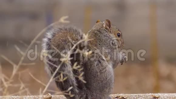 松鼠吃花生的慢动作雪视频的预览图
