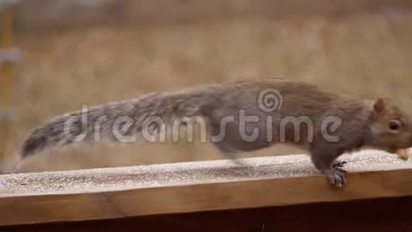 松鼠抓取坚果缓慢地从甲板上跳跃视频的预览图