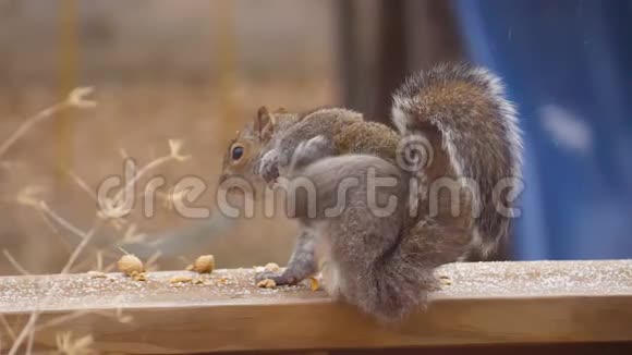 冬季松鼠在缓慢运动中捕捉它的肘部视频的预览图
