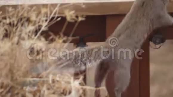 松鼠在阳台上跳跃让一个花生在雪地里视频的预览图