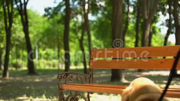 视力受损的老人坐在长凳上喂心爱的导盲犬视频的预览图