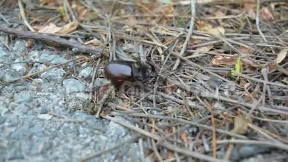 犀牛甲虫视频的预览图