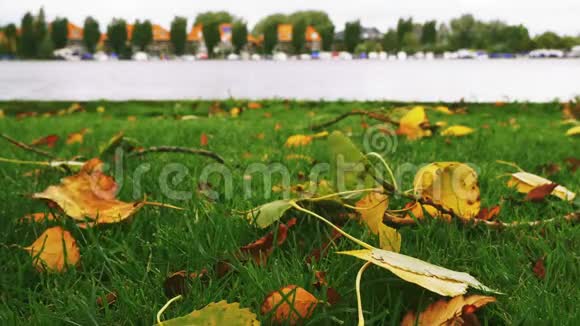 公园2绿草上秋天黄的秋叶视频的预览图