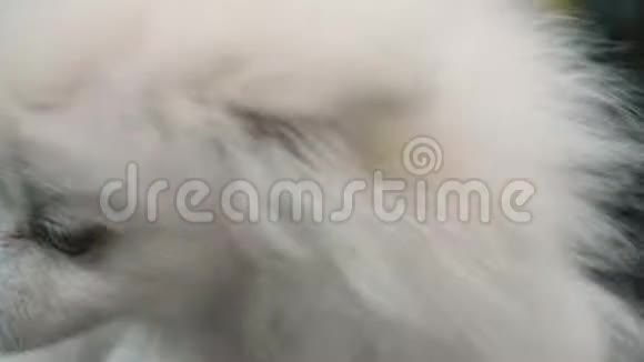 关闭波美拉尼亚犬在情妇手里的白色小狗女孩她的狗视频的预览图