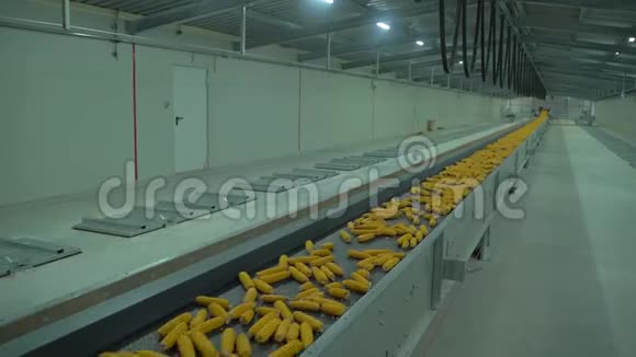 收割后的高清镜头玉米在工厂里移动到长条胶带输送机视频的预览图