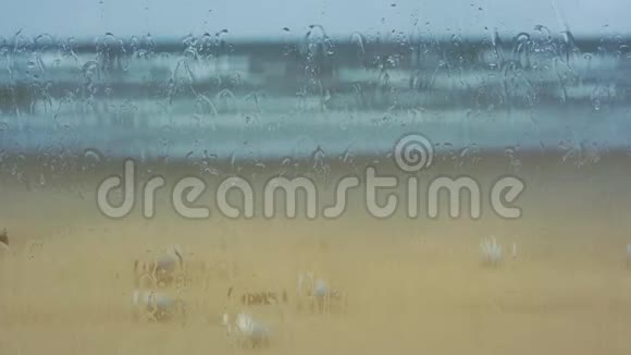 一群白色海鸥坐在窗外的海边视频的预览图
