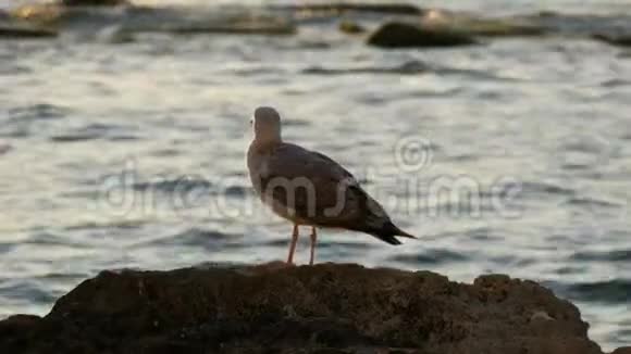 一只大海鸥站在海边的石头上视频的预览图