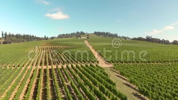 俄勒冈州威拉米特山谷葡萄园影像视频的预览图