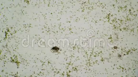 飞虱以原生动物为食在一滴水中快速游动视频的预览图