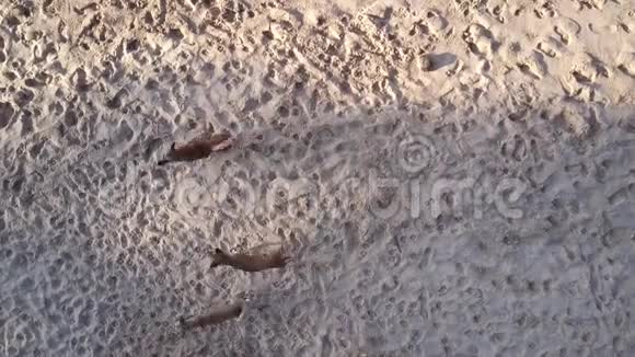 狗在树影中的黄沙上奔跑吠叫视频的预览图