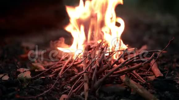 晚上森林里的篝火视频的预览图