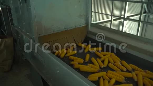 收获不同角度高清胶片后玉米在工厂的胶带输送机上移动视频的预览图