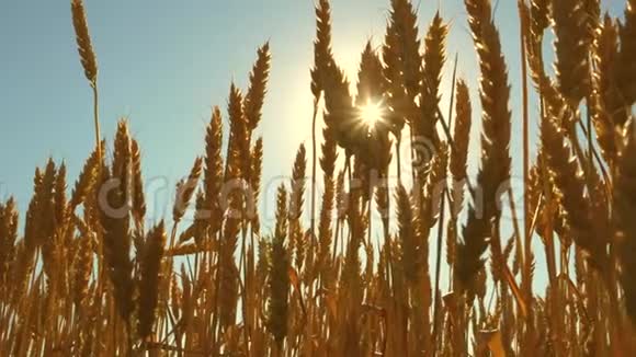 太阳在麦穗上闪耀在蓝天上成熟小麦的田野小麦穗状花序和谷物奶昔视频的预览图