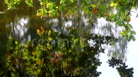 在水里的橡树视频的预览图
