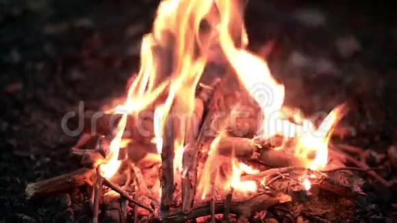 晚上森林里的篝火视频的预览图
