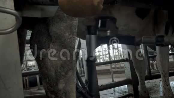 现代挤奶机的自动化过程奶牛乳房被激光扫描成牛奶很多奶牛视频的预览图
