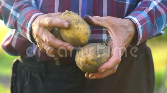 老人手里拿着覆盖着泥土的大土豆视频的预览图