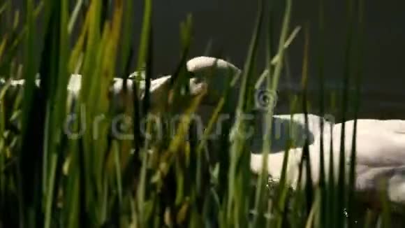 小鸭子在池塘里游泳视频的预览图