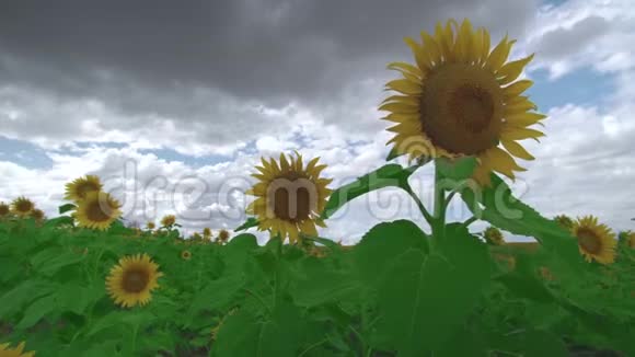 美丽的农业田和向日葵鲜艳的黄色向日葵花瓣在阳光的映衬下随风摇曳视频的预览图