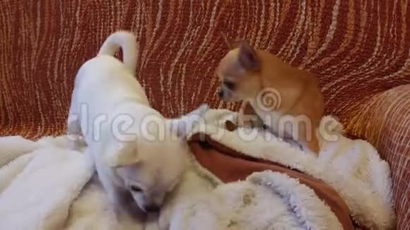两只奇瓦瓦狗坐在沙发上4岁的桂女和7岁的白女白狗在玩骨头视频的预览图