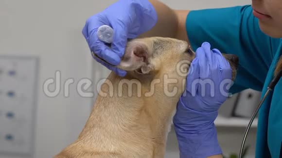 专业兽医滴入药液治疗犬耳炎视频的预览图