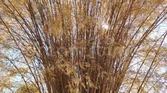 4k竹干旱的竹树在风中飘扬视频的预览图