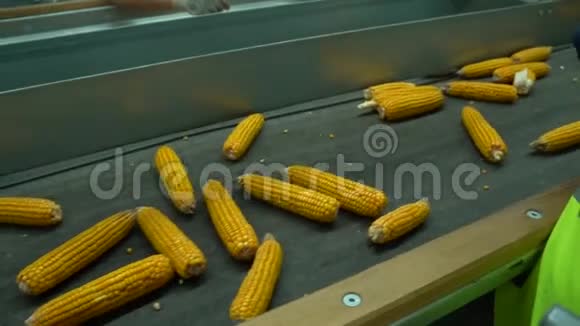 工人正在整理玉米清理有缺陷的收获产品视频的预览图