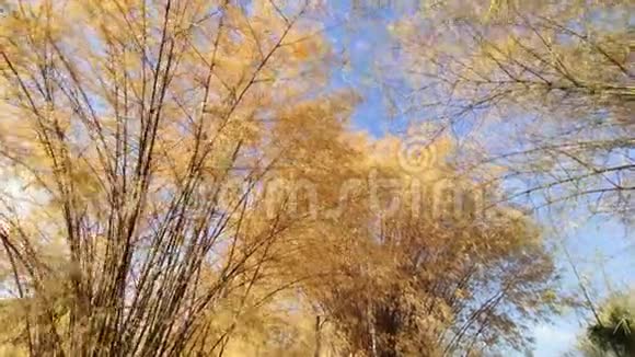 4k竹干旱的竹树在风中飘扬视频的预览图