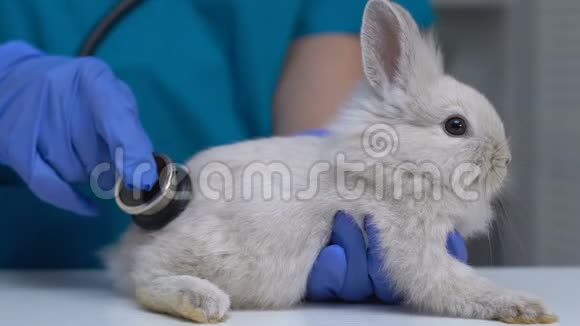 用听诊器检查兔子健康完成宠物体检视频的预览图