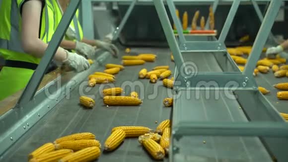 50FPS收获后人们在工厂的传送带中分拣玉米视频的预览图