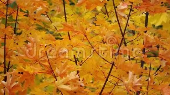 挥动黄橙色的秋枫叶慢镜头视频的预览图