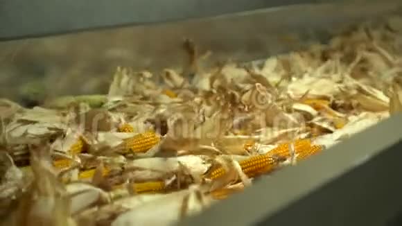 未完成的玉米在工厂的胶带输送机上移动的特写镜头视频的预览图