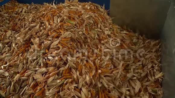收集好的玉米在收获后卸货至仓库视频的预览图