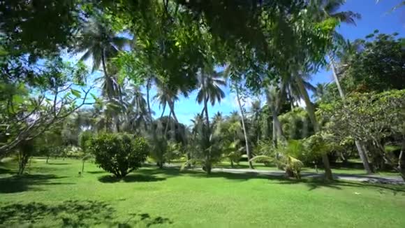 马尔代夫景色高棕榈叶后面的绿色公园与奇妙的草坪4K镜头视频的预览图