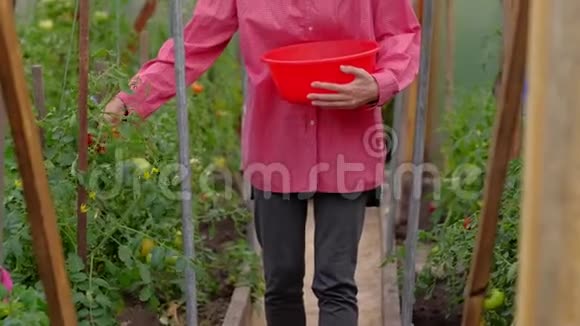 年轻的女农民在温室里收集成熟的西红柿视频的预览图