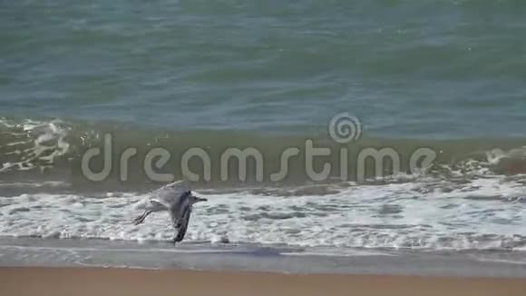 海鸥起飞降落在泡沫的波浪上视频的预览图