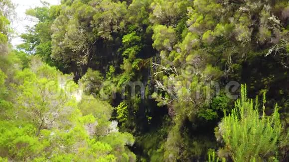 4马德拉岛山脉瀑布的K视频月桂绿林中的马德拉莱瓦达斯它是国家公园视频的预览图