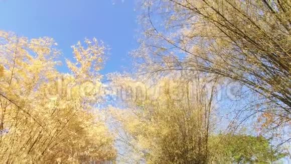 竹子干旱的竹树在风中飘扬在花园里种竹子视频的预览图