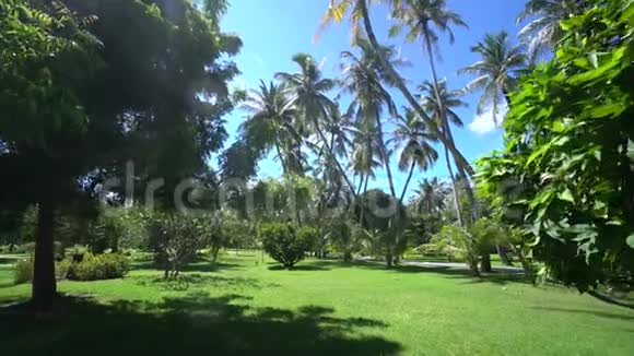 天堂之地棕榈树和其他树木在马尔代夫岛的国家公园4K镜头令人叹为观止视频的预览图