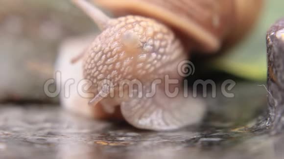 蜗牛宏观特写11视频的预览图