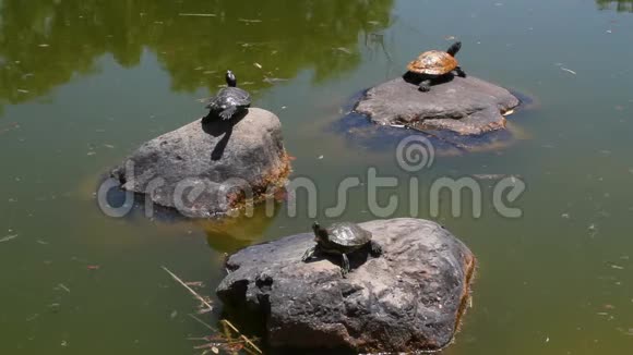 晴天湖中的海龟视频的预览图
