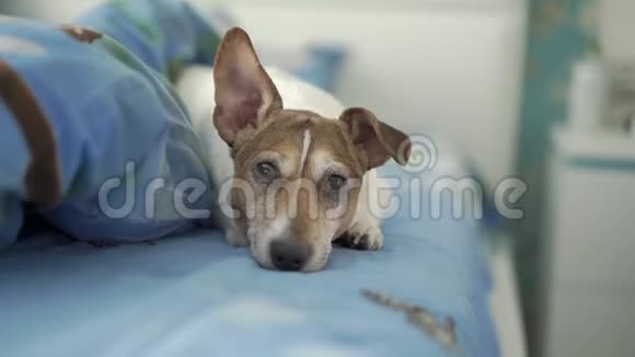 可爱的困狗有着有趣的耳朵躺在床上休息视频的预览图