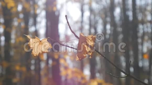 树枝在森林的背景上有黄叶在光秃秃的树间穿透阳光视频的预览图