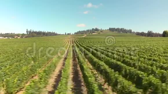 俄勒冈州威拉米特山谷葡萄园影像视频的预览图